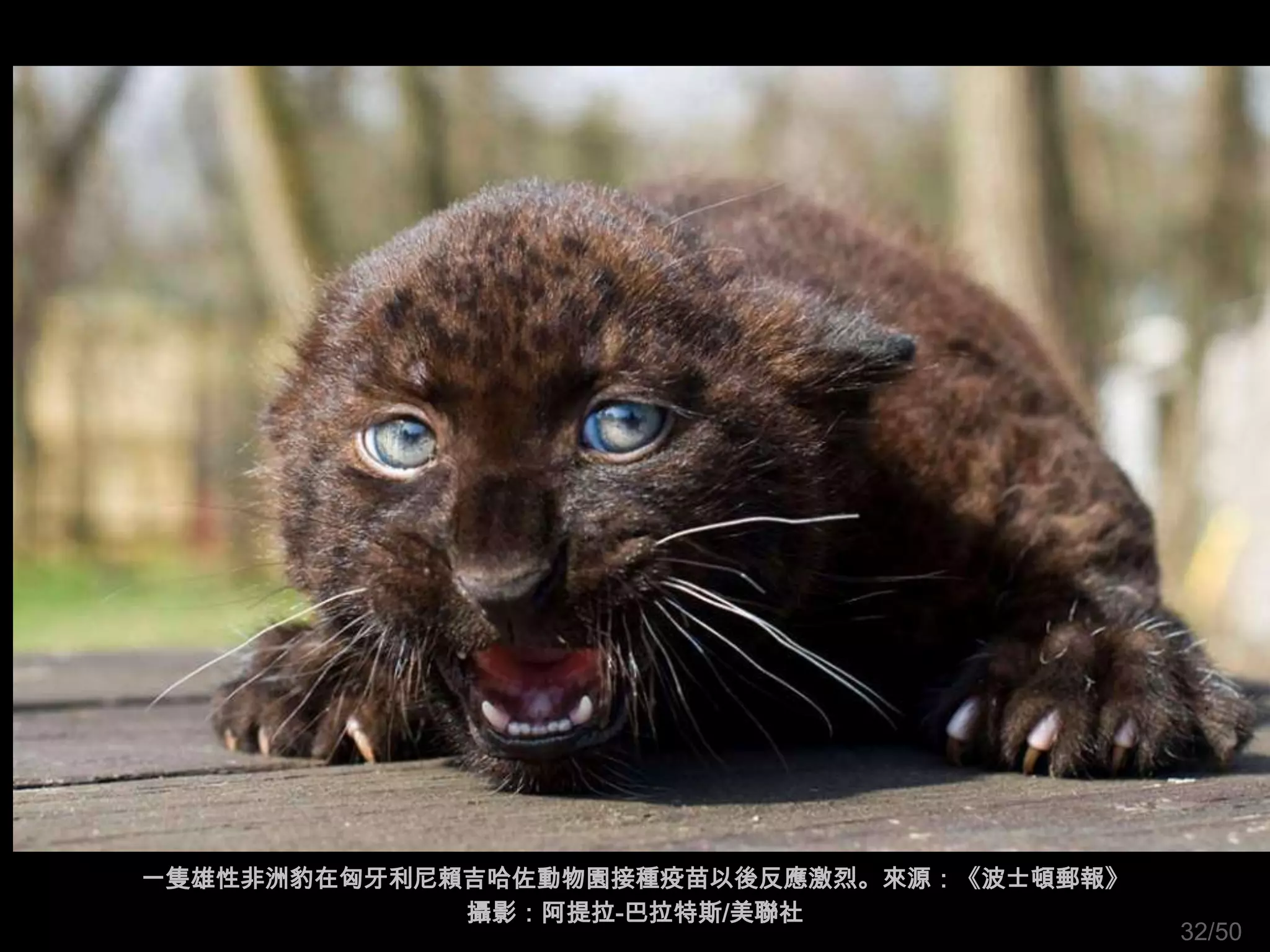 一隻雄性非洲豹在匈牙利尼賴吉哈佐動物園接種疫苗以後反應激烈。來源：《波士頓郵報》
             攝影：阿提拉-巴拉特斯/美聯社
                                           32/50
 
