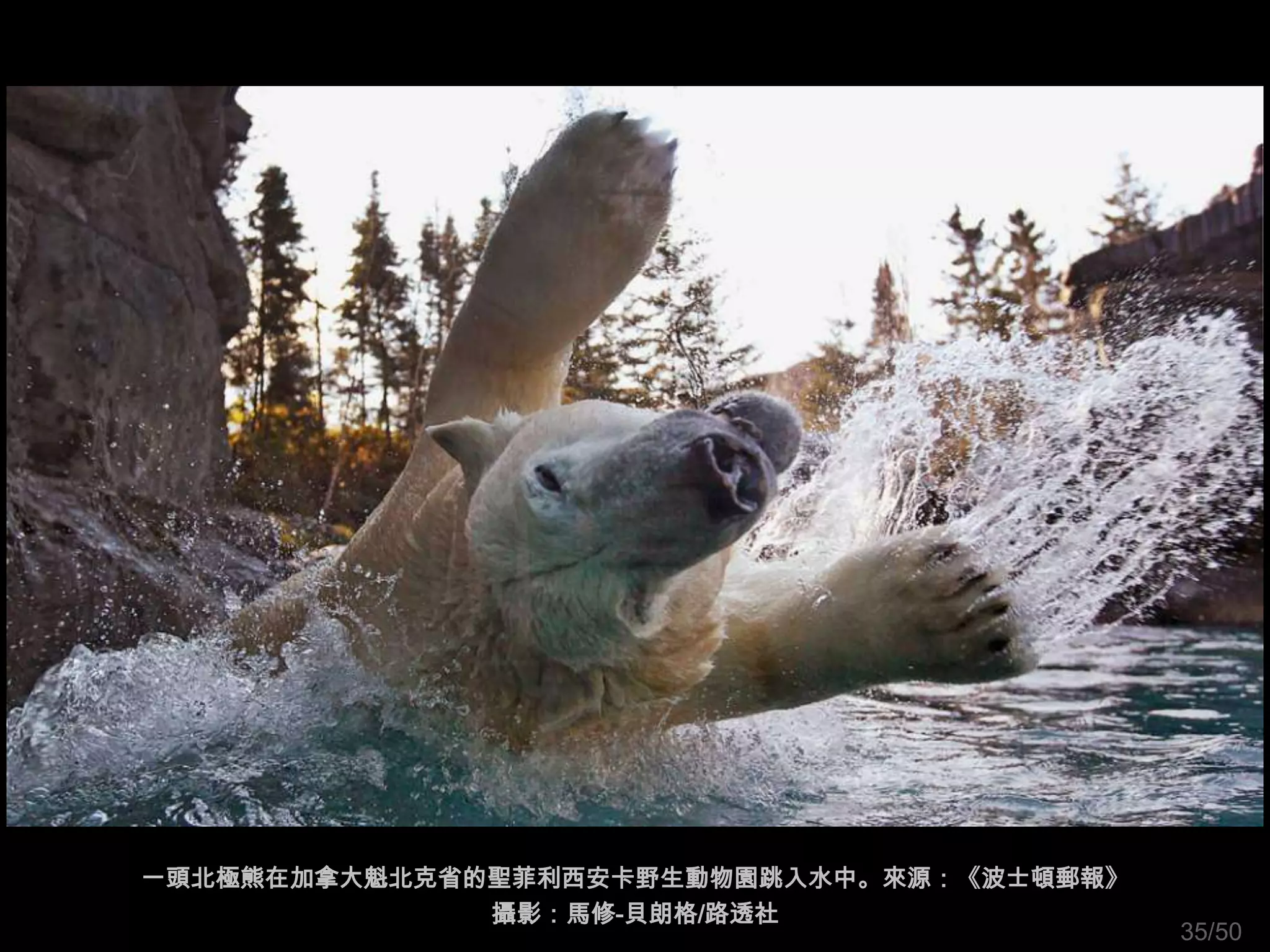 一頭北極熊在加拿大魁北克省的聖菲利西安卡野生動物園跳入水中。來源：《波士頓郵報》
              攝影：馬修-貝朗格/路透社
                                           35/50
 