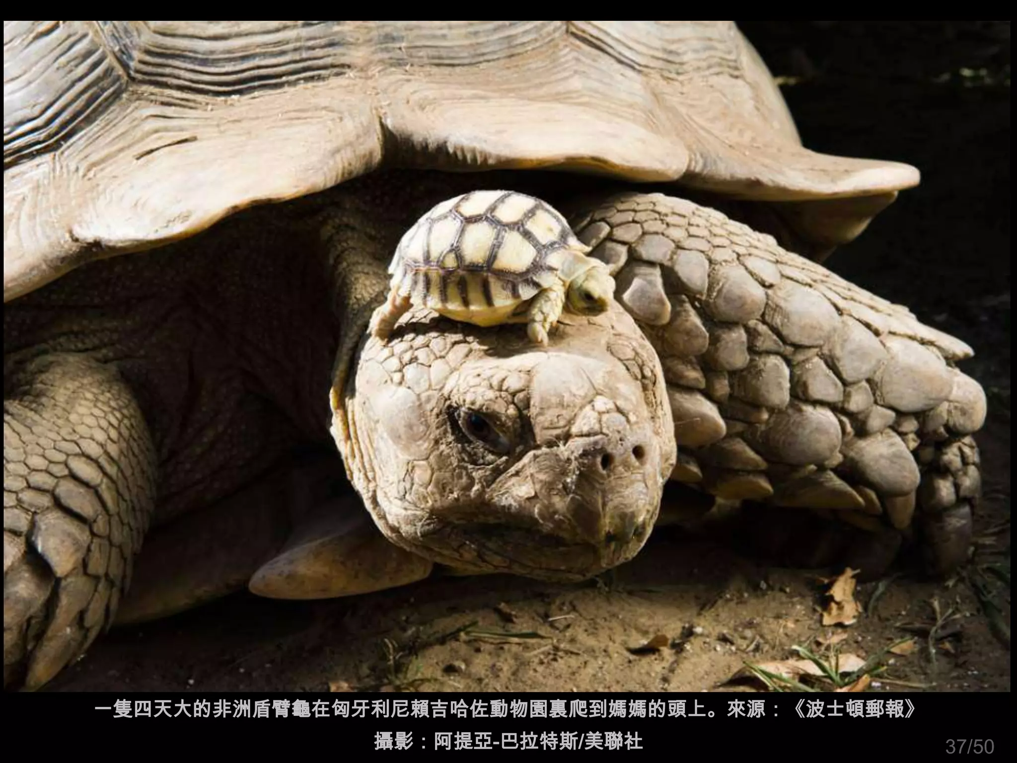 一隻四天大的非洲盾臂龜在匈牙利尼賴吉哈佐動物園裏爬到媽媽的頭上。來源：《波士頓郵報》
              攝影：阿提亞-巴拉特斯/美聯社                37/50
 