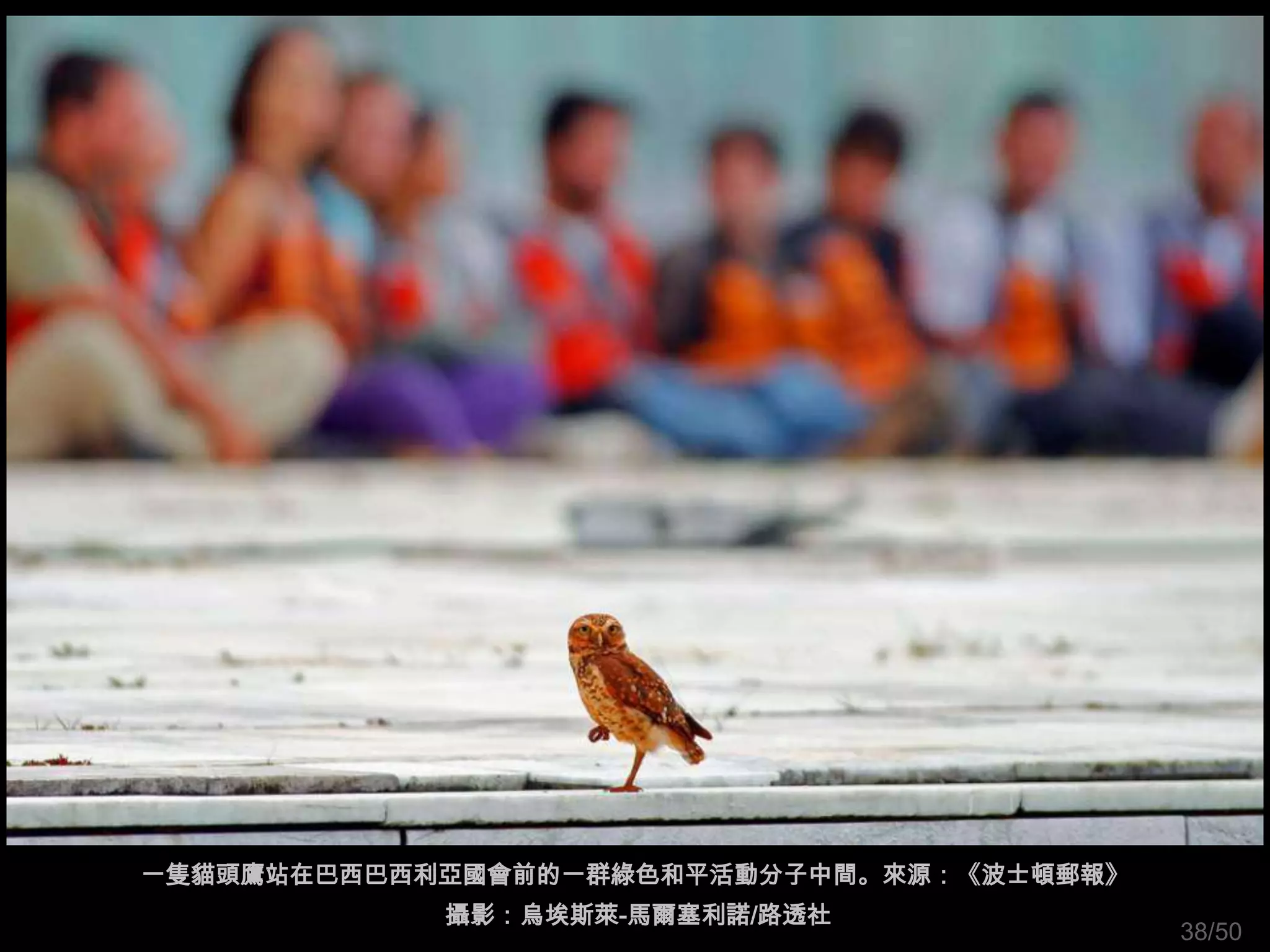 一隻貓頭鷹站在巴西巴西利亞國會前的一群綠色和平活動分子中間。來源：《波士頓郵報》
            攝影：烏埃斯萊-馬爾塞利諾/路透社
                                           38/50
 
