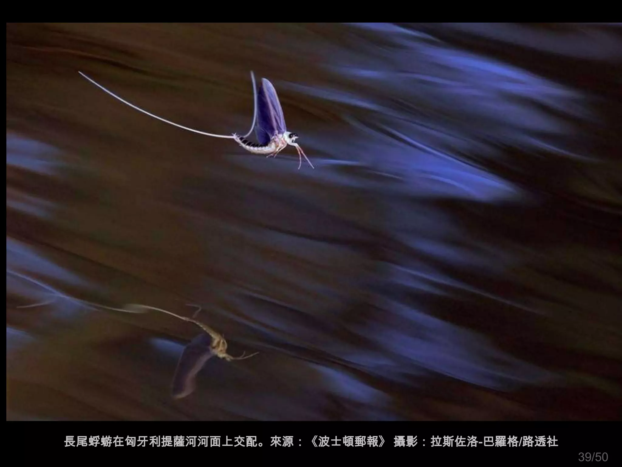 長尾蜉蝣在匈牙利提薩河河面上交配。來源：《波士頓郵報》 攝影：拉斯佐洛-巴羅格/路透社
                                              39/50
 