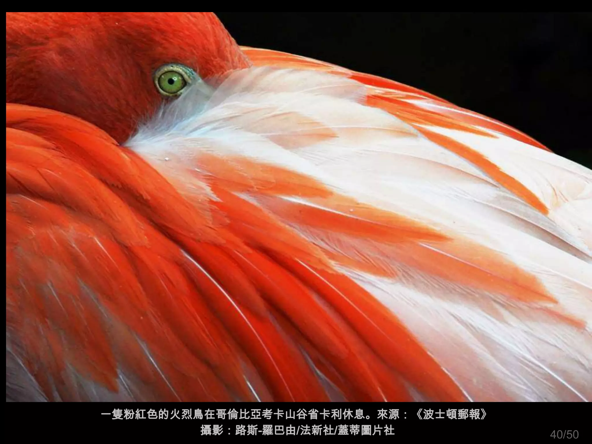 一隻粉紅色的火烈鳥在哥倫比亞考卡山谷省卡利休息。來源：《波士頓郵報》
         攝影：路斯-羅巴由/法新社/蓋蒂圖片社         40/50
 