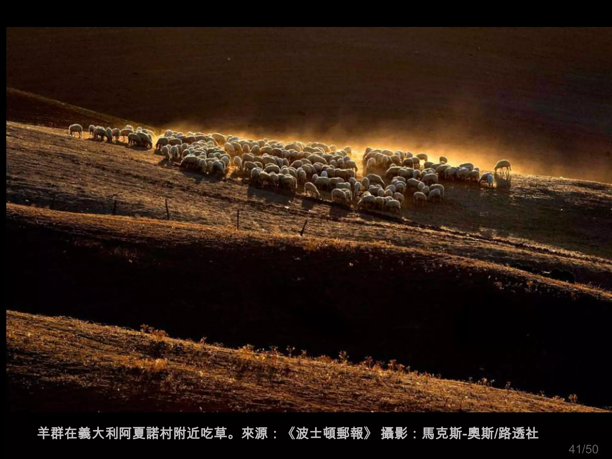 羊群在義大利阿夏諾村附近吃草。來源：《波士頓郵報》 攝影：馬克斯-奧斯/路透社
                                          41/50
 