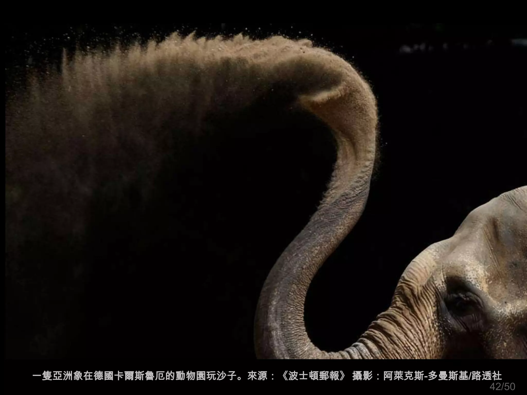 一隻亞洲象在德國卡爾斯魯厄的動物園玩沙子。來源：《波士頓郵報》 攝影：阿萊克斯-多曼斯基/路透社
                                               42/50
 