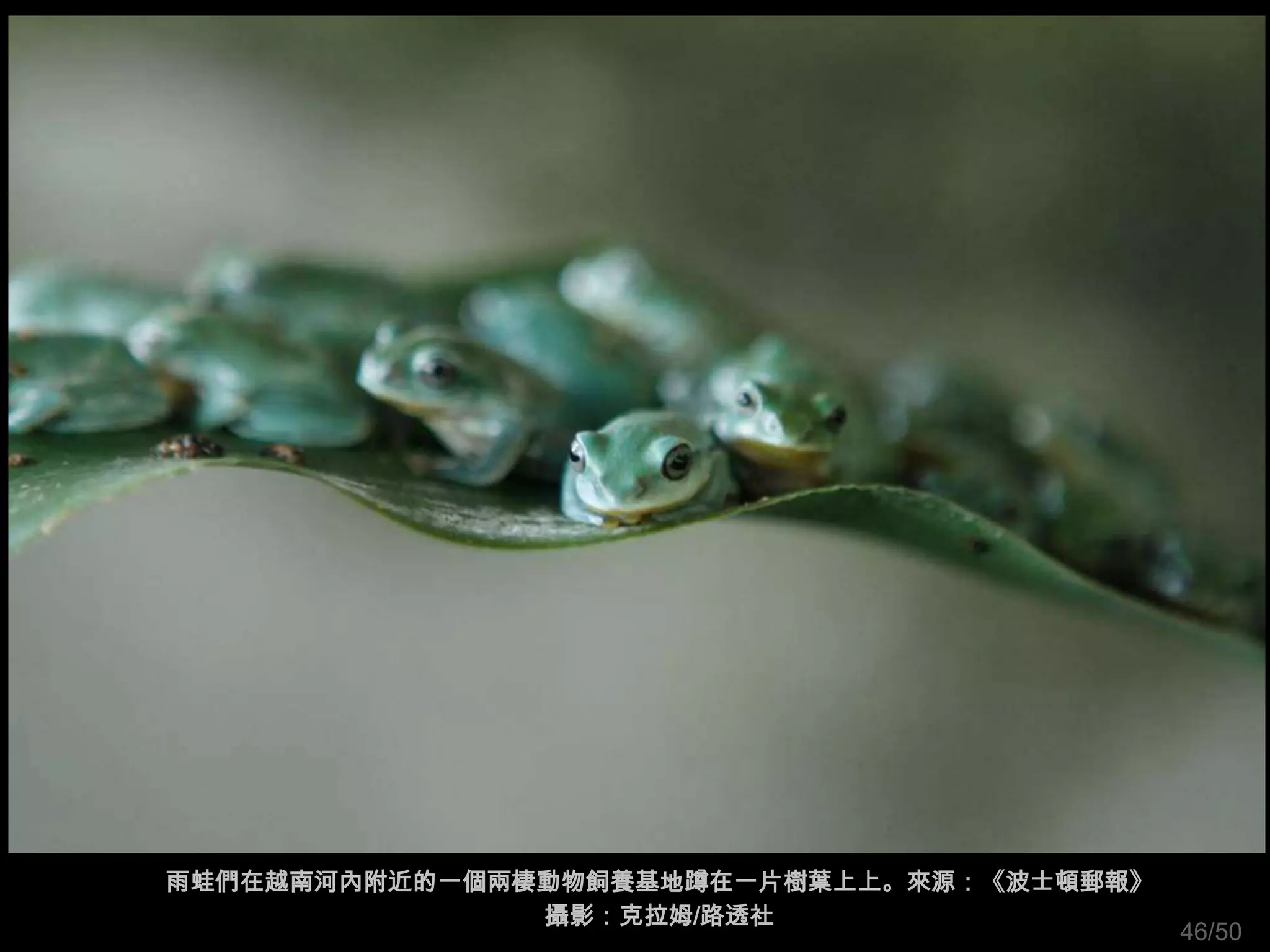 雨蛙們在越南河內附近的一個兩棲動物飼養基地蹲在一片樹葉上上。來源：《波士頓郵報》
               攝影：克拉姆/路透社
                                           46/50
 