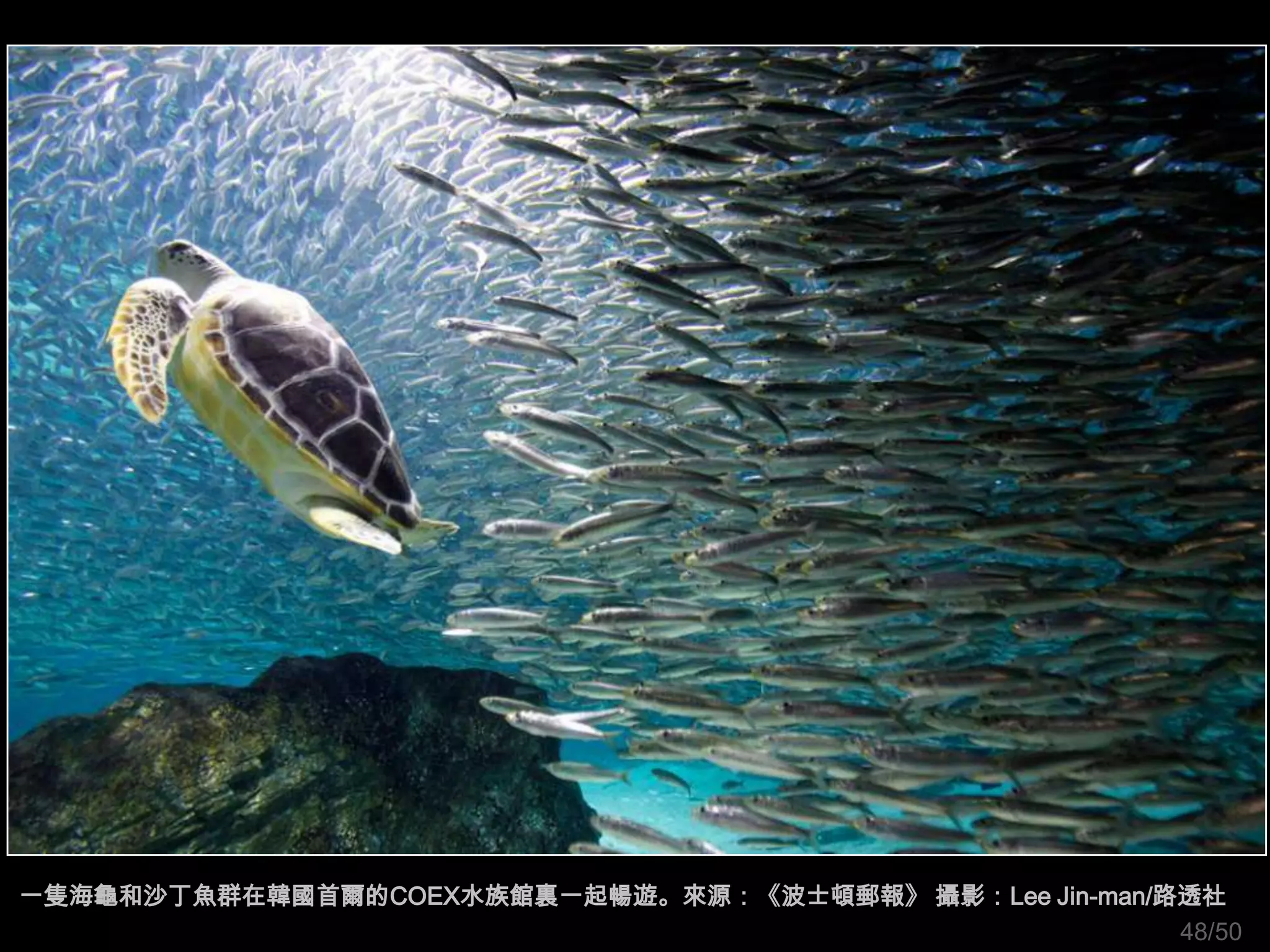 一隻海龜和沙丁魚群在韓國首爾的COEX水族館裏一起暢遊。來源：《波士頓郵報》 攝影：Lee Jin-man/路透社
                                                       48/50
 