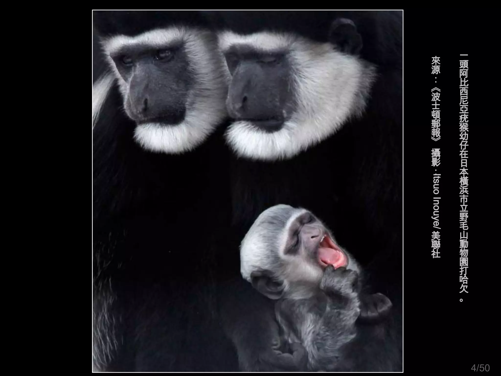 一
來               頭
源               阿
：               比
《               西
波               尼
士               亞
頓               疣
郵               猴
報               幼
》               仔
攝               在
影               日
：               本




Itsuo Inouye/
                橫
                浜
                市
                立
                野
                毛
美               山
聯               動
社               物
                園
                打
                哈
                欠
                。




                    4/50
 