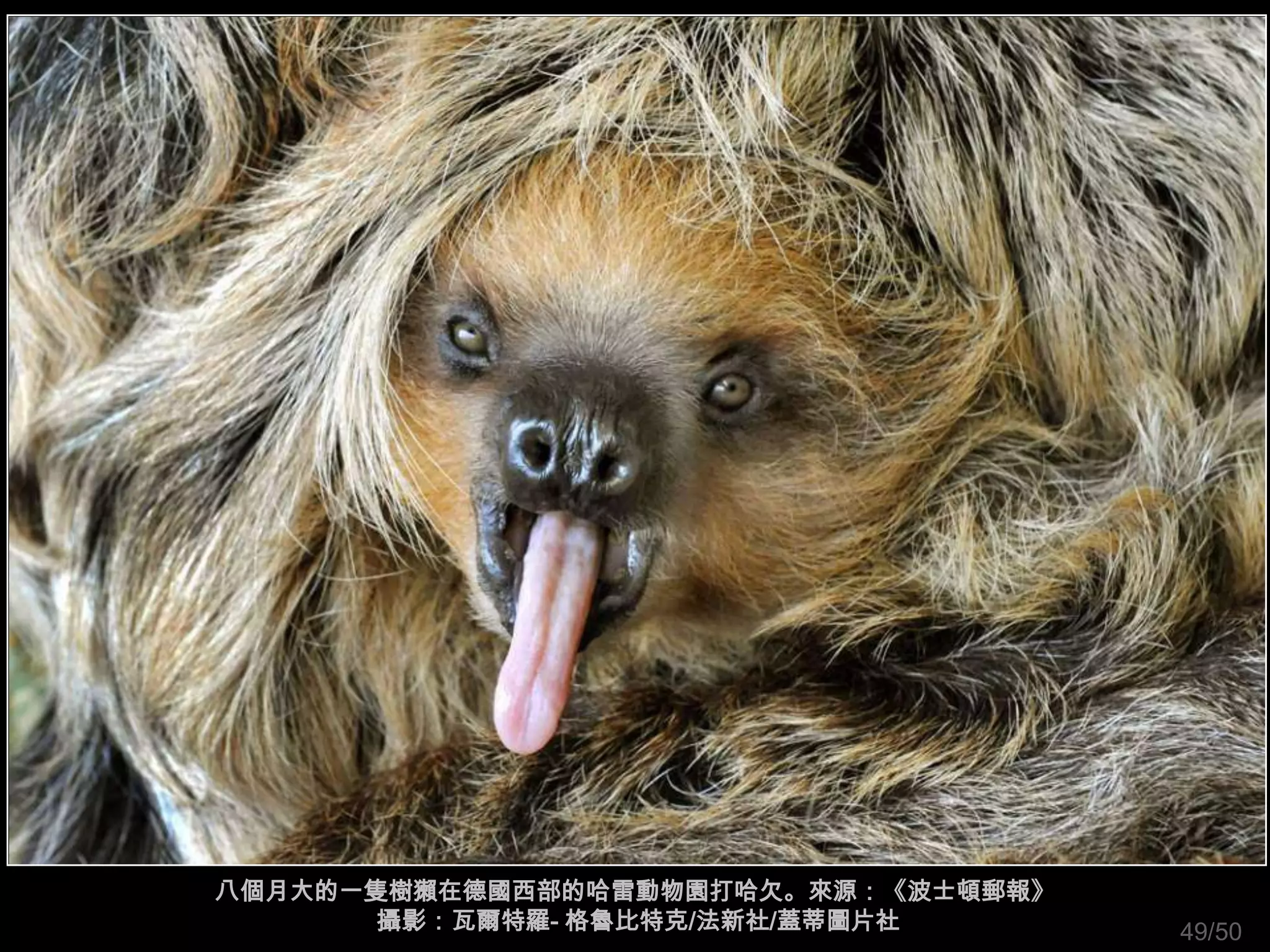 八個月大的一隻樹獺在德國西部的哈雷動物園打哈欠。來源：《波士頓郵報》
       攝影：瓦爾特羅- 格魯比特克/法新社/蓋蒂圖片社      49/50
 