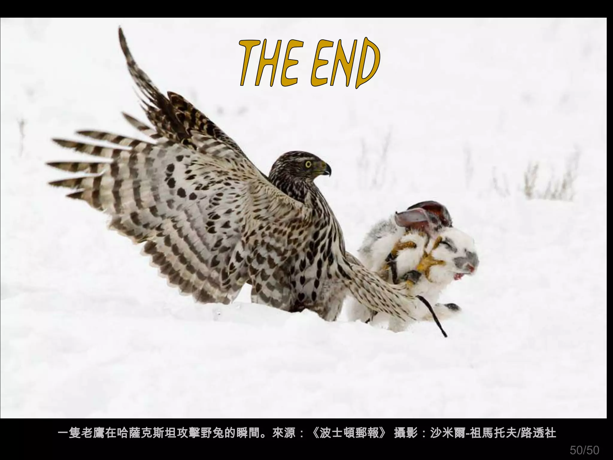 一隻老鷹在哈薩克斯坦攻擊野兔的瞬間。來源：《波士頓郵報》 攝影：沙米爾-祖馬托夫/路透社
                                               50/50
 