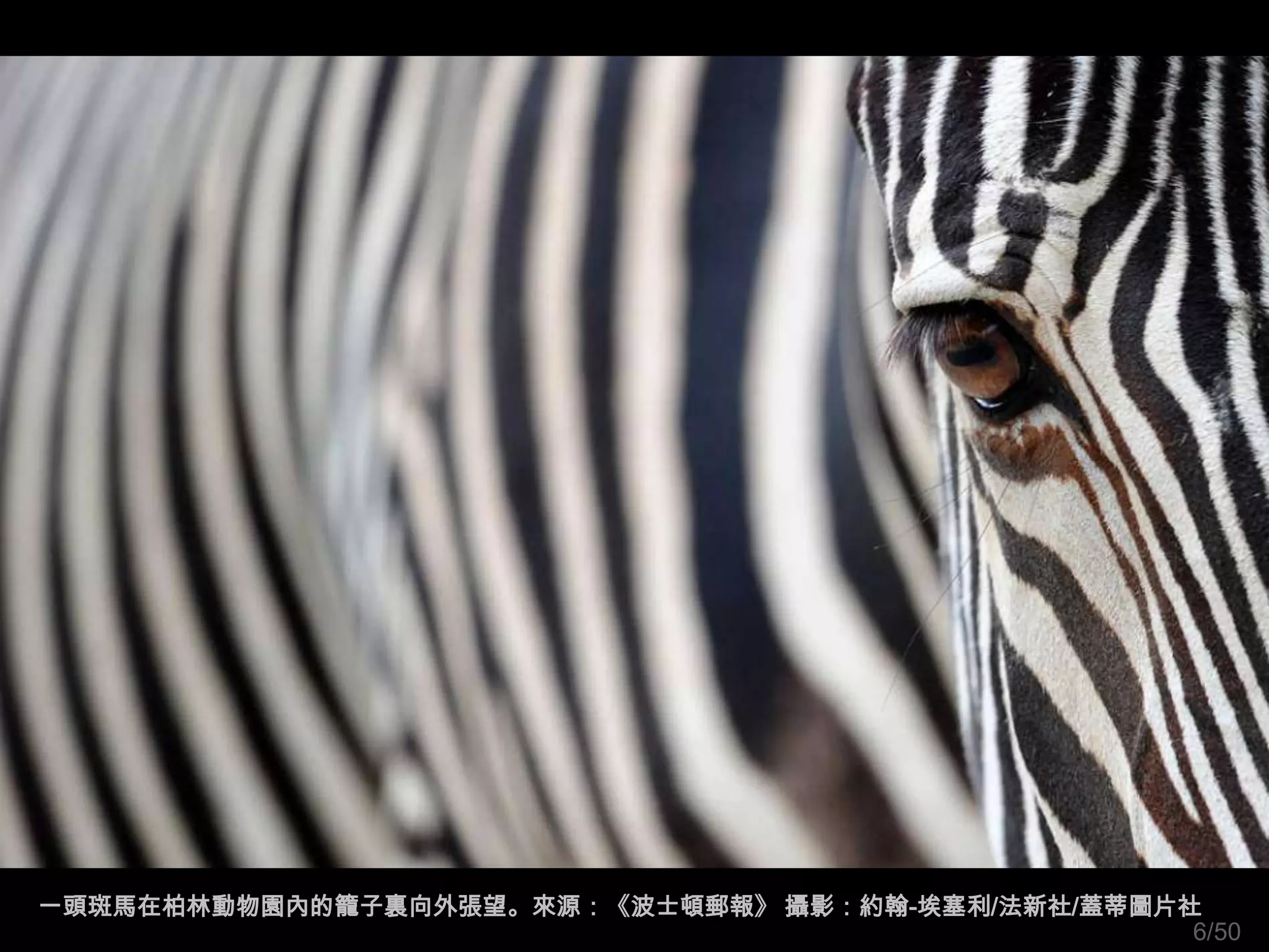 一頭斑馬在柏林動物園內的籠子裏向外張望。來源：《波士頓郵報》 攝影：約翰-埃塞利/法新社/蓋蒂圖片社
                                                  6/50
 