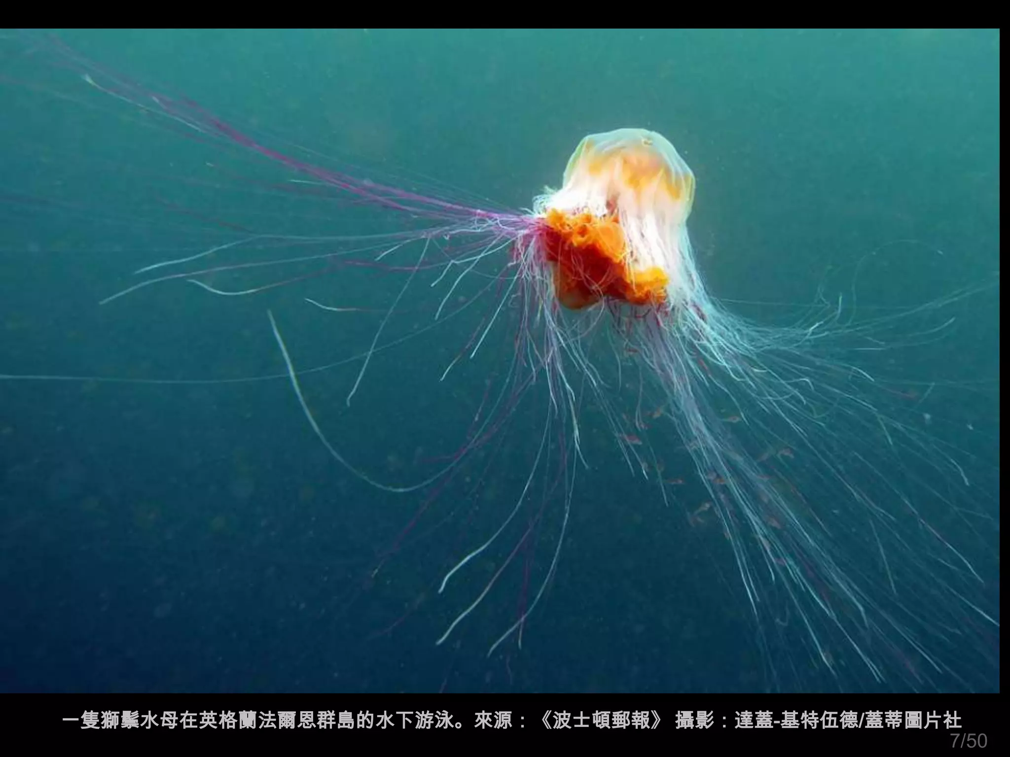 一隻獅鬃水母在英格蘭法爾恩群島的水下游泳。來源：《波士頓郵報》 攝影：達蓋-基特伍德/蓋蒂圖片社
                                               7/50
 