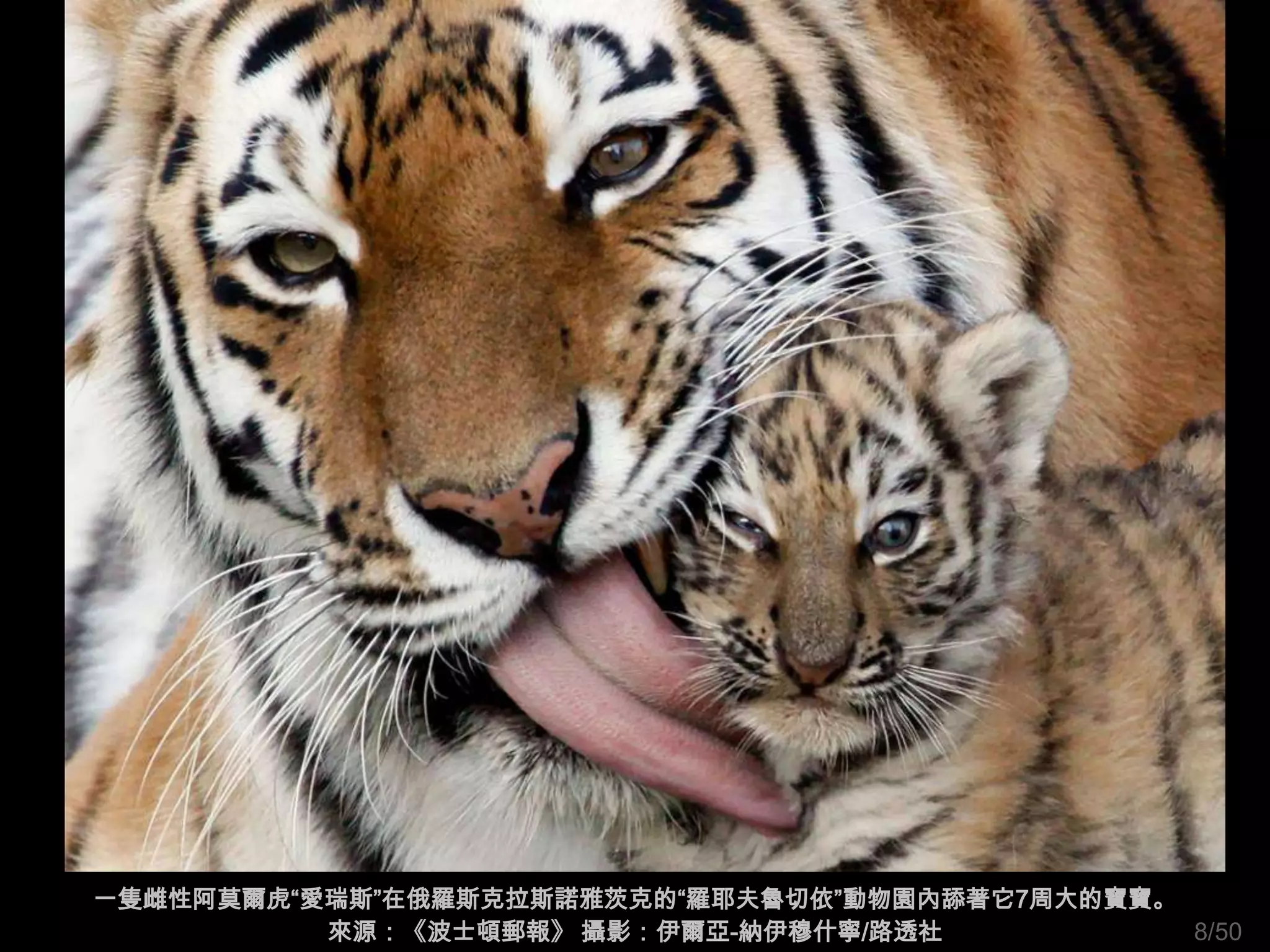 一隻雌性阿莫爾虎“愛瑞斯”在俄羅斯克拉斯諾雅茨克的“羅耶夫魯切依”動物園內舔著它7周大的寶寶。
          來源：《波士頓郵報》 攝影：伊爾亞-納伊穆什寧/路透社           8/50
 