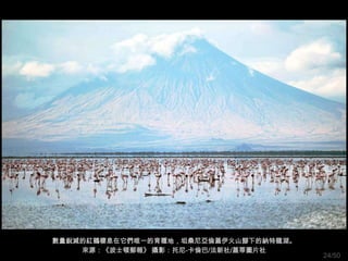 數量銳減的紅鶴棲息在它們唯一的育種地，坦桑尼亞倫蓋伊火山腳下的納特龍湖。
    來源：《波士頓郵報》 攝影：托尼-卡倫巴/法新社/蓋蒂圖片社
                                       24/50
 