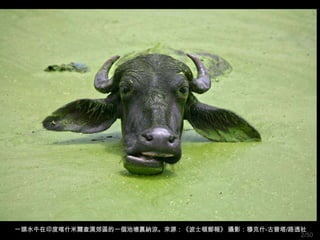 一頭水牛在印度喀什米爾查漠郊區的一個池塘裏納涼。來源：《波士頓郵報》 攝影：穆克什-古普塔/路透社
                                                2/50
 