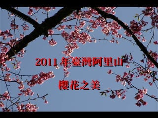 2011 年臺灣阿里山

  櫻花之美

              .
 