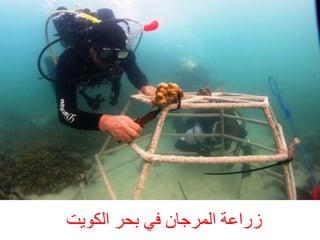 ‫صساػخ اىَشخبُ فٜ ثحش اىن׸ذ‬

 
