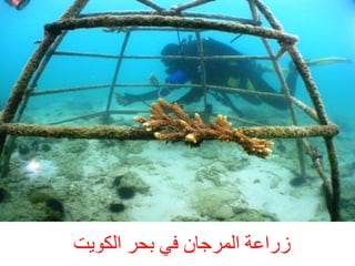 ‫صساػخ اىَشخبُ فٜ ثحش اىن׸ذ‬

 