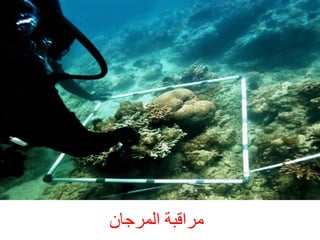 ‫ٍشاقجخ اىَشخبُ‬

 