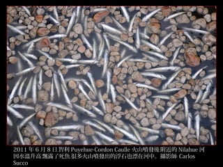 2011 年 6 月 8 日﹐智利 Puyehue-Cordon Caulle 火山噴發後﹐附近的 Nilahue 河
因水溫升高﹐飄滿了死魚﹐很多火山噴發出的浮石也漂在河中。攝影師﹕ Carlos
Succo
20/32

 