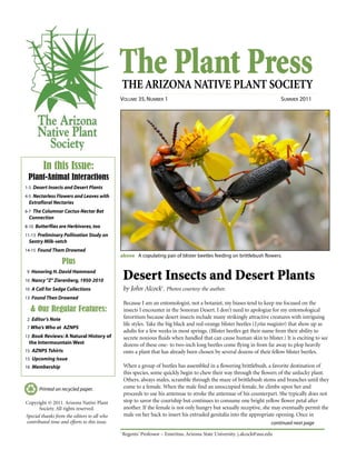 The Plant PressTHE ARIZONA NATIVE PLANT SOCIETY
VOLUME 35, NUMBER 1 SUMMER 2011
continued next page
Printed on recycled paper.
Because I am an entomologist, not a botanist, my biases tend to keep me focused on the
insects I encounter in the Sonoran Desert. I don’t need to apologize for my entomological
favoritism because desert insects include many strikingly attractive creatures with intriguing
life styles. Take the big black and red-orange blister beetles (Lytta magister) that show up as
adults for a few weeks in most springs. (Blister beetles get their name from their ability to
secrete noxious fluids when handled that can cause human skin to blister.) It is exciting to see
dozens of these one- to two-inch long beetles come flying in from far away to plop heavily
onto a plant that has already been chosen by several dozens of their fellow blister beetles.
When a group of beetles has assembled in a flowering brittlebush, a favorite destination of
this species, some quickly begin to chew their way through the flowers of the unlucky plant.
Others, always males, scramble through the maze of brittlebush stems and branches until they
come to a female. When the male find an unoccupied female, he climbs upon her and
proceeds to use his antennae to stroke the antennae of his counterpart. She typically does not
stop to savor the courtship but continues to consume one bright yellow flower petal after
another. If the female is not only hungry but sexually receptive, she may eventually permit the
male on her back to insert his extruded genitalia into the appropriate opening. Once in
In this Issue:
Plant-Animal Interactions
1-3 Desert Insects and Desert Plants
4-5 Nectarless Flowers and Leaves with
Extrafloral Nectaries
6-7 The Columnar Cactus-Nectar Bat
Connection
8-10 Butterflies are Herbivores, too
11-13 Preliminary Pollination Study on
Sentry Milk-vetch
14-15 Found Them Drowned
Plus
9 Honoring H. David Hammond
10 Nancy“Z”Zierenberg, 1950-2010
10 A Call for Sedge Collections
13 Found Then Drowned
& Our Regular Features:
2 Editor’s Note
7 Who’s Who at AZNPS
13 Book Reviews: A Natural History of
the Intermountain West
15 AZNPS Tshirts
15 Upcoming Issue
16 Membership
Copyright © 2011. Arizona Native Plant
Society. All rights reserved.
Special thanks from the editors to all who
contributed time and efforts to this issue.
above A copulating pair of blister beetles feeding on brittlebush flowers.
Desert Insects and Desert Plants
by John Alcock1
. Photos courtesy the author.
1
Regents’ Professor – Emeritus, Arizona State University. j.alcock@asu.edu
 