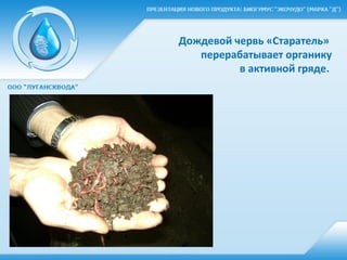 Дождевой червь «Старатель»
перерабатывает органику
в активной гряде.
 