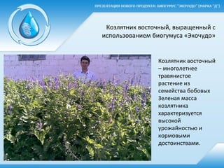 Козлятник восточный
– многолетнее
травянистое
растение из
семейства бобовых
Зеленая масса
козлятника
характеризуется
высокой
урожайностью и
кормовыми
достоинствами.
Козлятник восточный, выращенный с
использованием биогумуса «Экочудо»
 