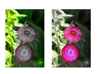 EDI - Photoshop - ritocco