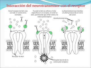 Interacción del neurotransmisor con el receptor
 