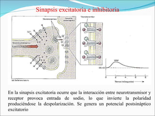 Sinapsis excitatoria e inhibitoria




En la sinapsis excitatoria ocurre que la interacción entre neurotransmisor y
receptor provoca entrada de sodio, lo que invierte la polaridad
produciéndose la despolarización. Se genera un potencial postsináptico
excitatorio
 