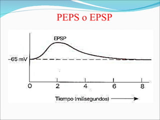 PEPS o EPSP
 