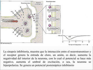 La sinapsis inhibitoria, muestra que la interacción entre el neurotransmisor y
el receptor genera la entrada de cloro, un anión, es decir, aumenta la
negatividad del interior de la neurona, con lo cual el potencial se hace más
negativo, aumenta el umbral de excitación, o sea, la neurona se
hiperpolariza. Se genera un potencial postsináptico inhibitorio
 