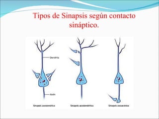 Tipos de Sinapsis según contacto
           sináptico.
 