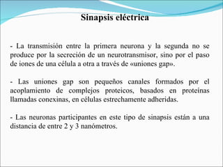 Sinapsis eléctrica


- La transmisión entre la primera neurona y la segunda no se
produce por la secreción de un neurotransmisor, sino por el paso
de iones de una célula a otra a través de «uniones gap».

- Las uniones gap son pequeños canales formados por el
acoplamiento de complejos proteicos, basados en proteínas
llamadas conexinas, en células estrechamente adheridas.

- Las neuronas participantes en este tipo de sinapsis están a una
distancia de entre 2 y 3 nanómetros.
 