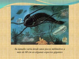 Su tamaño varía desde unos pocos milímetros a
  más de 60 cm en algunas especies gigantes
 