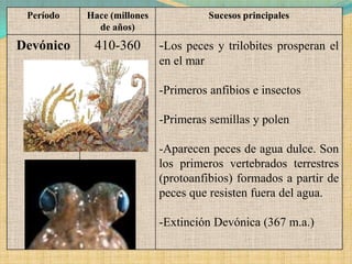 Período   Hace (millones               Sucesos principales
             de años)
Devónico    410-360         -Los peces y trilobites prosperan el
                            en el mar

                            -Primeros anfibios e insectos

                            -Primeras semillas y polen

                            -Aparecen peces de agua dulce. Son
                            los primeros vertebrados terrestres
                            (protoanfibios) formados a partir de
                            peces que resisten fuera del agua.

                            -Extinción Devónica (367 m.a.)
 