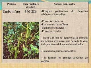 Período     Hace (millones              Sucesos principales
                de años)
Carbonífero    360-286         -Bosques pantanosos       de      helechos
                               arbóreos y licopodios

                               -Primeras coníferas
                               -Predominio de anfibios
                               -Numerosos insectos
                               -Primeros reptiles

                               - Hace 325 ma se desarrolla la primera
                               membrana amniótica, que permite la vida
                               independiente del agua a los animales.

                               - Glaciación permo-carbonífera.

                               - Se forman los grandes depósitos de
                               carbón.
 