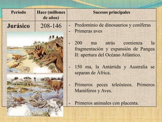 Período   Hace (millones              Sucesos principales
             de años)
Jurásico    208-146         - Predominio de dinosaurios y coníferas
                            - Primeras aves

                            - 200      ma      atrás   comienza  la
                              fragmentación y expansión de Pangea
                              II: apertura del Océano Atlántico.

                            - 150 ma, la Antártida y Australia se
                              separan de África.

                            - Primeros peces teleósteos. Primeros
                              Mamíferos y Aves.

                            - Primeros animales con placenta.
 