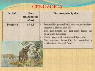 CENOZOICA
Período        Hace                     Sucesos principales
            (millones de
               años)
Terciario     65-1,8       -   Prosperidad generalizada de aves, mamíferos,
                               insectos y plantas con flor
                           -   Los continentes de desplazan hasta sus
                               posiciones modernas
                           -   Clima benigno al comienzo del periodo
                           -   Con extensa formación de montañas y
                               enfriamiento hacia el final
 