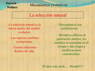 -Darwin
                   Mecanismos evolutivos
- Wallace

                   La selección natural
 -La selección natural es la             - Descendencia con
  fuerza motriz del cambio                  modificación
         evolutivo
                                         - Miembros difieren de
   - Las especies cambian,               generación anterior, los
         evolucionan.                  cambios se acumulan en el
     - Existen diferentes                 tiempo y dan origen a
       diseños de vida.                      modificaciones
                                              considerables.


                               20 años más tarde…. Mendel!!!!
 