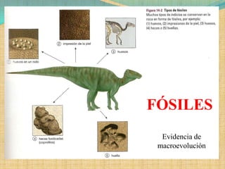 FÓSILES
  Evidencia de
 macroevolución
 