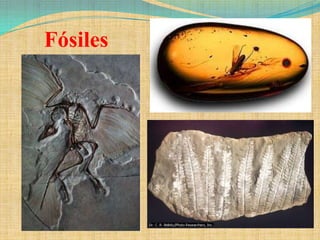 Fósiles
 