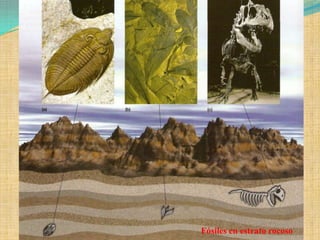 Fósiles en estrato rocoso
 