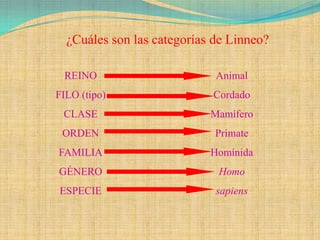 ¿Cuáles son las categorías de Linneo?

 REINO                       Animal
FILO (tipo)                 Cordado
 CLASE                      Mamífero
 ORDEN                       Primate
FAMILIA                     Homínida
GÉNERO                       Homo
ESPECIE                      sapiens
 