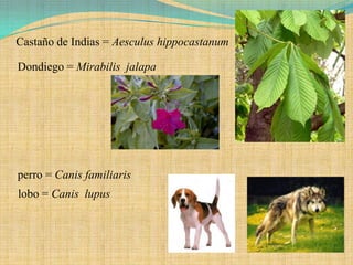 Castaño de Indias = Aesculus hippocastanum

Dondiego = Mirabilis jalapa




perro = Canis familiaris
lobo = Canis lupus
 