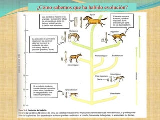 ¿Cómo sabemos que ha habido evolución?
 
