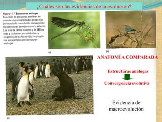 ¿Cuáles son las evidencias de la evolución?




                           ANATOMÍA COMPARADA

                                Estructuras análogas

                              Convergencia evolutiva



                                 Evidencia de
                                macroevolución
 