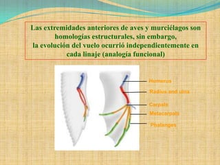 Las extremidades anteriores de aves y murciélagos son
        homologías estructurales, sin embargo,
la evolución del vuelo ocurrió independientemente en
           cada linaje (analogía funcional)


                                    Humerus

                                     Radius and ulna

                                    Carpals
                                     Metacarpals

                                     Phalanges
 