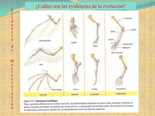 ¿Cuáles son las evidencias de la evolución?
E
v
i
d
e
n
c
i
a
d
e

M
a
c
r
o
e
v
o
l
u
c
i
ó
n
 