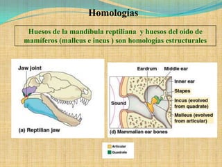 Homologías
 Huesos de la mandíbula reptiliana y huesos del oído de
mamíferos (malleus e incus ) son homologías estructurales
 