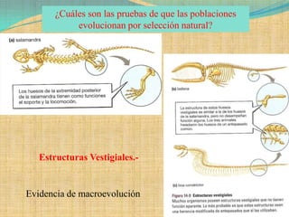 ¿Cuáles son las pruebas de que las poblaciones
            evolucionan por selección natural?




   Estructuras Vestigiales.-


Evidencia de macroevolución
 